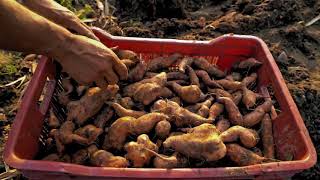 Orange Fleshed Sweet Potato Garden to Market HKI Suaahara Program Nepal [upl. by Aiza]