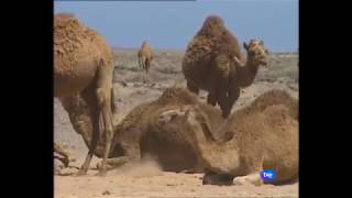 Camellos  Documental [upl. by Notsud94]