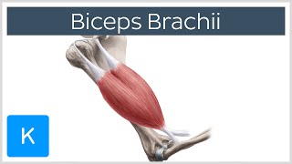 Biceps Brachii Muscle  Origins amp Actions  Human Anatomy  Kenhub [upl. by Romulus]