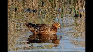 シマアジ♀juv 野鳥 Garganey Anas querquedula wildbirds [upl. by Ijuy]