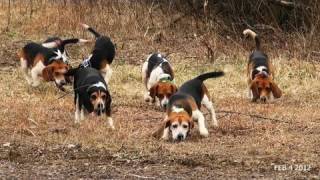 Skyviews Beagles Rabbit Hunt With Fortier And Reed No SHow Ron [upl. by Alrahc482]