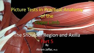 Picture tests in upper limb anatomy shoulder region and axilla 5 [upl. by Oicaro647]