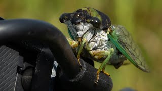 Cicada Cicadoidea Scream [upl. by Adnilab759]