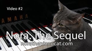 Nora The Piano Cat The Sequel  Better than the original [upl. by Vories422]