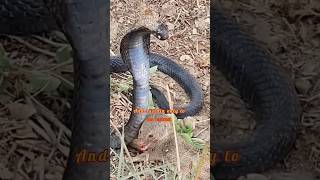 Snake vs Mongoose Who wins the fight  Explained in kannada facts factsinkannada amazingfacts [upl. by Halimaj592]