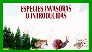 Las ESPECIES INVASORAS O INTRODUCIDAS y 🦖🐸🎄🐮 los problemas que generan en los ecosistemas [upl. by Ariaec455]