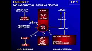 Cinética 1 parte 1 generalidades  Farmacologia Catedra 3  FMed UBA [upl. by Hgalehs271]