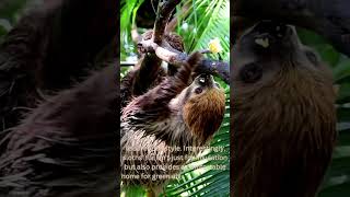 Revealing the Slowest Animal in the World  Facts4Life [upl. by Xet]