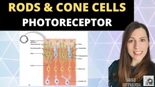 Rods and Cone cells Photoreceptors in the human retina Alevel Biology Nervous System [upl. by Decker736]