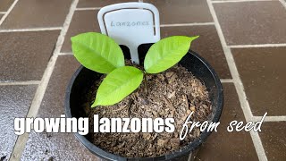 Growing Lanzones from Seeds [upl. by Lustick]