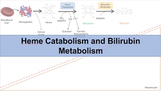 Heme Catabolism and Degradation Pathway  Biochemistry Lesson [upl. by Annaihs]