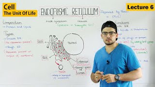 Endoplasmic Reticulum structure and functions  Video 6 [upl. by Gates]