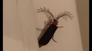 Flying Cockroach Attack Compilation  Directed by Robert B Weide cockroach meme [upl. by Aynwat464]