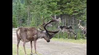 caribou Zoo sauvage de St Félicien [upl. by Cori220]