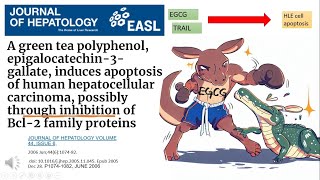 29 A green tea polyphenol EGCG induces apoptosis of human HCC [upl. by Arag797]