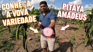 Conheça essa pitaya um espetáculo de saborquotpitaya agro [upl. by Mears]