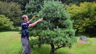 Pruning Niwaki Japanese Garden Trees [upl. by Wivestad]