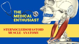 Sternocleidomastoid Muscle [upl. by Arretal]