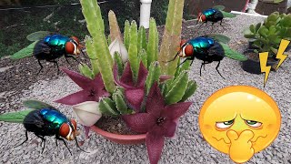 Stapelia grandiflora por que a suas Flores são tão fedidas  veja nesse video a razão disso [upl. by Ahsiym]