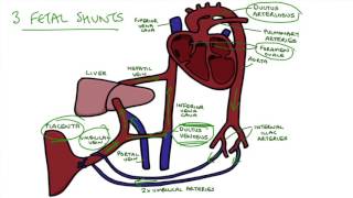 Understanding Fetal Circulation [upl. by Philbin325]