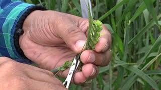 Hybridization Crossing technique Emasculation amp Pollination in wheat Triticum aestivum [upl. by Etteve]