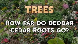 How Far Do Deodar Cedar Roots Go [upl. by Killigrew]