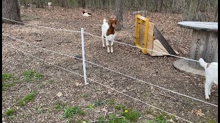 Jeremy Gets Emotional Saying Goodbye To His Sheep  Clarksons Farm [upl. by Washburn798]