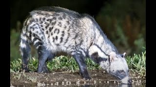 Civet limps in for a drink [upl. by Saleem]