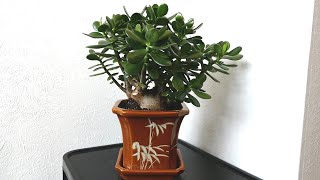 Pruning And Repotting My Jade Plants 2021 [upl. by Woodhouse]