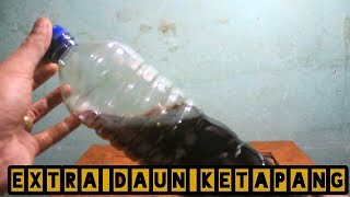 CARA MEMBUAT EKSTRAK DAUN KETAPANG UNTUK IKAN CUPANG [upl. by Lema107]