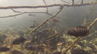 Wild Convict Cichlid Pond [upl. by Aihsal]