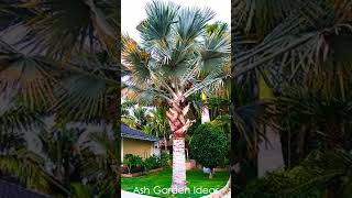 All Types of Palm Trees  Different Types of Palm  palm tree varieties palm plant shortspalmtree [upl. by Wilinski]