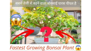 सबसे तेजी से बढ़ने वाला बोनसाई पारस पीपल है  Fastest Growing Bonsai Plant 😱 BONSAIGARDENNURSERY [upl. by Kent]