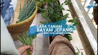 Cara tanam horenzo organik dari awal hingga panen  Berkebun dipekarangan rumah [upl. by Nylear357]