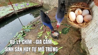 Xử lý Chim  Gia cầm sinh sản hay tự mổ trứng khi đẻ [upl. by Ecertal461]