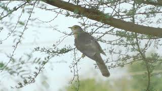 common hawk cuckoo brainfever bird पपीहा calling loud during mansoon Hierococcyx varius [upl. by Kelly]