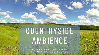 🐦 Countryside Ambience  Sleepy Meadow Nature Sounds for Sleeping and Reducing Stress [upl. by Hartzke]