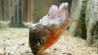 Piranhas Eat Piranha Alive [upl. by Bosson360]