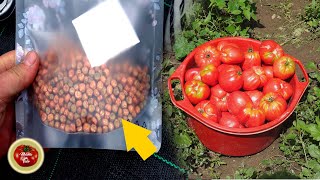 This is best fertilizer for Tomatoes Plant it NOW  gardening [upl. by Daly]