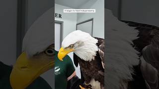 Kindhearted people saved the bald eagle from drowning shorts [upl. by Settera]