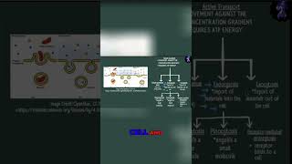 Endocytosis vs Exocytosis Understanding Cell Transport [upl. by Fasa]