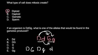 What type of cell does mitosis create [upl. by Rab914]