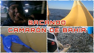 SE ABRE LA VEDA DE CAMARÓN DE BAHIA  SI HAY PERO TALLA CHICA🦐  ElRayioDD [upl. by Tchao]