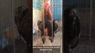 Murah banget ayam shamo Jerman Line zuchter sepasang hanya 2jt minat wa 085646265065 ayam shamo [upl. by Capon]