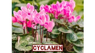 CYCLAMEN EUROPAEUM duty homeopathy puremateriamedica [upl. by Eugine533]