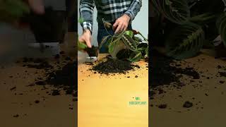 Potting Two Maranta Plants Together [upl. by Salchunas695]