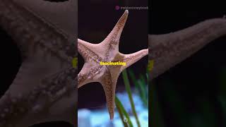 Echinoderms upscexam shorts environment [upl. by Obala]