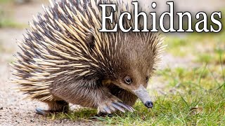 Prickly Love Echidnas Meet the Echidna Australian Echidna Adventure Animals [upl. by Darline]