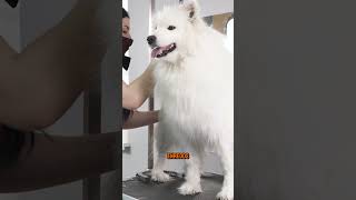 NUNCA TENGAN UN SAMOYEDO [upl. by Enttirb]