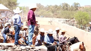 COLEADERO DE SOCIOS EN EL RANCHO LO DE LUNA JEREZ ZACATECAS MEXICO [upl. by Baerman]